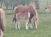 Welsh section c chestnut filly foal