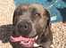 Cane corso Lola