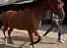 Thoroughbred Filly 3 year old beautiful