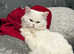 Beautiful Turkish Angora Male