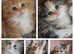 Persian kittens  1 ginger boy left.