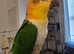 Kiki The Caique (with full setup)