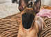 Absolutely gorgeous Belgiun Malinois puppy for sale