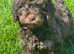 Stunning F1 Miniature Labradoodle puppies