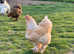 Large fowl Brahma hatching eggs