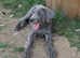 LAST  BLUE GREAT DANE PUP LEFT