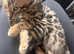 2 bengal brothers for sale