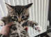 Kittens for sale