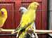 Stunning baby yellow pied Indian ringnick