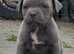 STUNNING QUALITY STAFFORDSHIRE PUPPIES