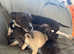 Gorgeous jug puppies ready to leave 17/5/25