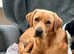 Labrador Puppy