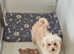 Maltipoo Puppies