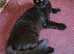 Big beautiful black solid house panther (maine coon) 6666 polydactyl kitten kitten