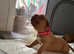 2 and a half week old Dogue de Bordeaux puppies