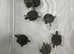 Baby Green River side Turtles,4