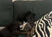 Gorgeous Ronnie available for adoption