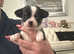 Tiny chihuahua puppies KC- very tiny