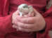 Baby dumbo rats
