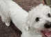 Bichon Frises GIRL