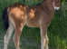 Welsh C x filly Hillgarth bred