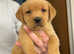 Fox red health checked Labrador pups