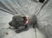 Blue KC Reg Staffordshire bull terrier pups