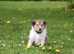 Collie Puppies - Exceptional Litter from Angels Path Kennel