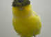 Canaries
