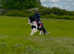 14hh 7 year old Ride and drive cob gelding