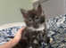 Norwegian Forest Cats are looking for new home