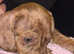 stunning girl left miniature dachshund