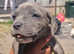 READY NOW 10 gorgeous Neapolitan x puppies