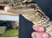 Argus monitor lizard 3years old