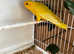Semi Tame Lutino Lineolated parakeet