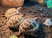 Horsfield tortoises ready now licenced