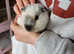 Baby boy guinea pigs unrelated