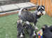 Stunning litter of kc registered mac clear miniature Schnauzers