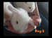 Gorgeous mini lop babies