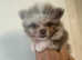 Stunning Pomeranian boy