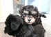 Maltese X Russian Toy Terrier puppies