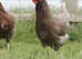 Point of Lay Hybrid Hens