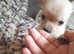 Gorgeous Chorkies 2boys left from a litter of 4 ready 21st September one boy has rosette fur