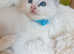 Championship bloodline GCCF registered ragdoll