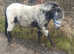 Baps registered spotted colt xx