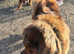 2 Tibetan mastiff's for sale