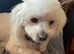 Beautiful and affectionate Maltese in search of a playmate!