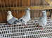 Owl pigeons for sale