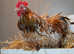 Pekin bantam stock cockerels for sale