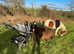 Sad sale of our much loved leadrein pony who's been sadly out grown